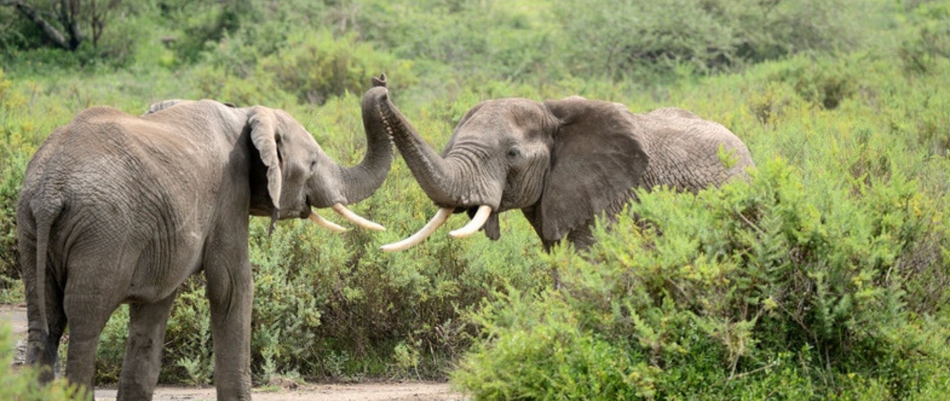 Chhouk: l’elefante dall’immensa forza di sopravvivenza