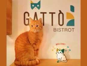 Gattò Bistrot: il primo bistrot con gatti in Campania
