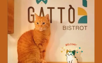 Gattò Bistrot: il primo bistrot con gatti in Campania