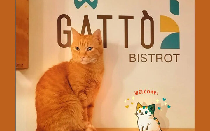 Gattò Bistrot: il primo bistrot con gatti in Campania