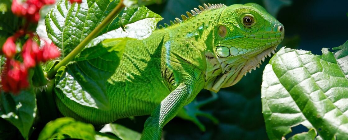 Adottare un’iguana: cosa c’è da sapere