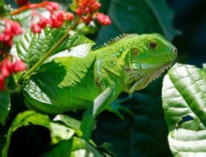 Adottare un’iguana: cosa c’è da sapere