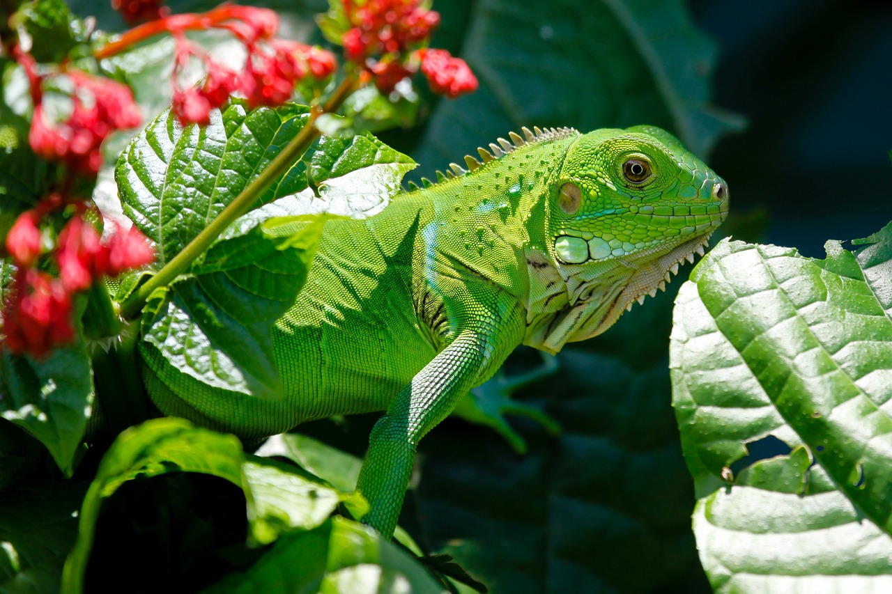 Adottare un’iguana: cosa c’è da sapere