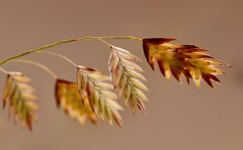 Avena istantanea: 3 ricette semplici