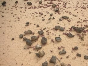 Il fenomeno della desertificazione: cause e conseguenze