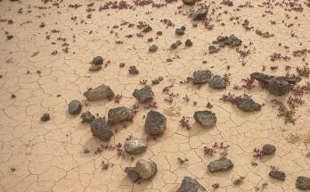 Il fenomeno della desertificazione: cause e conseguenze