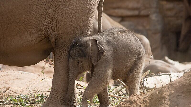 Gli zoo andrebbero chiusi? Pro e contro