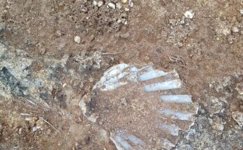 I processi di fossilizzazione: quali sono?