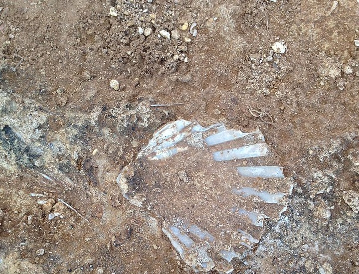 I processi di fossilizzazione: quali sono?
