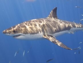 Gli squali sono pericolosi: vero o falso?