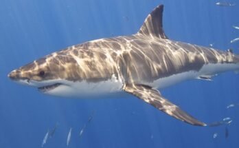 Gli squali sono pericolosi: vero o falso?