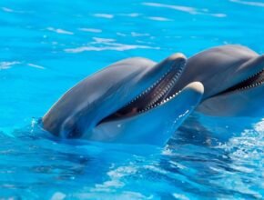 Liz Hawkins ed il linguaggio dei delfini