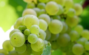 Aceto di vino: come può essere usato in 6 modi diversi