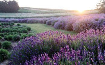 Usi della lavanda e come coltivarla