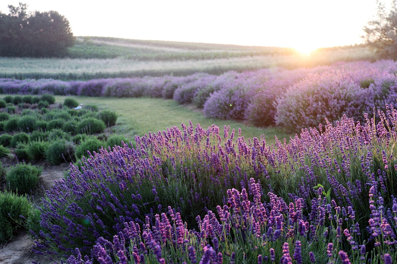 Usi della lavanda e come coltivarla
