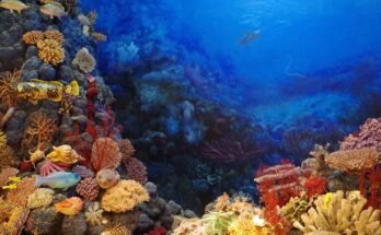 I fondali marini più belli d'Italia dove fare snorkeling, top 5