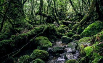 Isola di Yakushima, l'ispirazione per Princess Mononoke