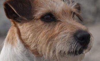 Adottare un Jack Russell: tutto quello che devi sapere