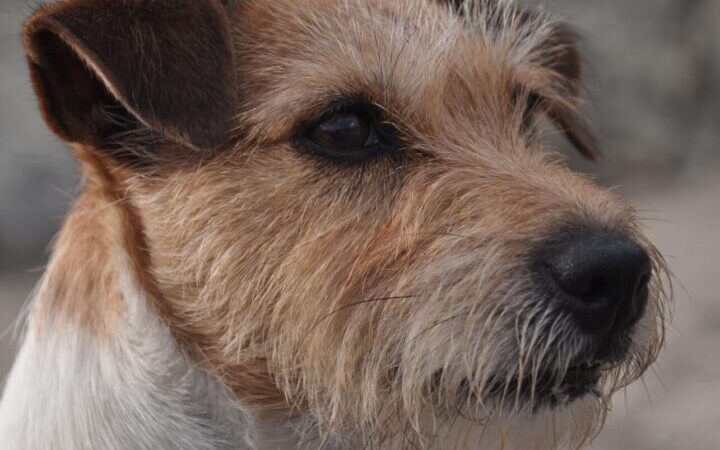 Adottare un Jack Russell: tutto quello che devi sapere