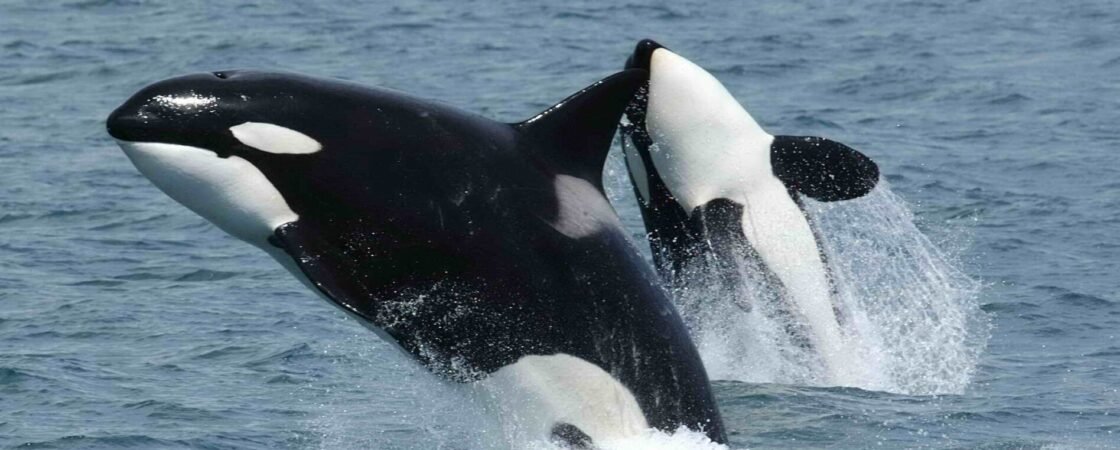 Reputazione delle orche assassine: la verità sulla specie