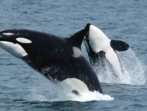 Reputazione delle orche assassine: la verità sulla specie