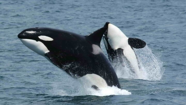 Reputazione delle orche assassine: la verità sulla specie