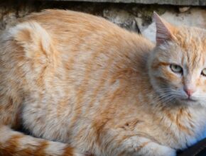 Oggetti per gatto: 5 da comprare per il suo benessere