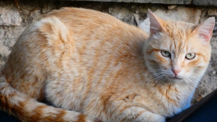 Oggetti per gatto: 5 da comprare per il suo benessere