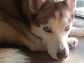 Il fascino del Siberian Husky: un compagno affidabile