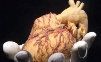 Il cuore mangiato: un topos letterario durato secoli