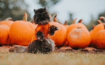 Lavoretti di Halloween, 5 idee da realizzare a scuola