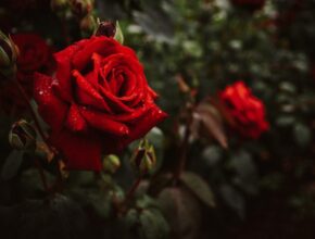 Rose rosse