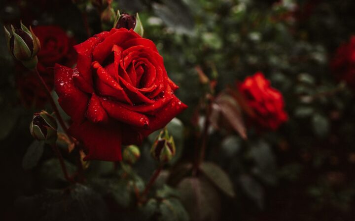 Rose rosse