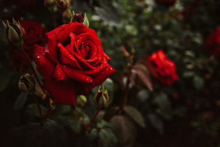 Rose rosse