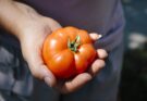Il fenomeno del caporalato: cosa si nasconde dietro un pomodoro