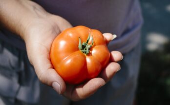 Il fenomeno del caporalato: cosa si nasconde dietro un pomodoro