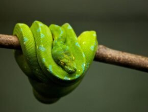 Adottare un serpente: ecco cosa devi sapere
