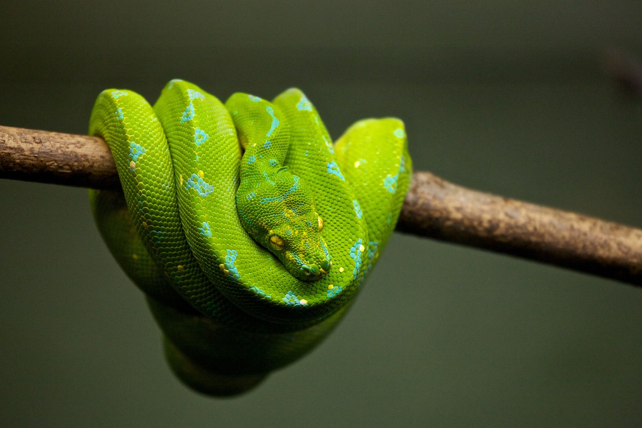 Adottare un serpente: ecco cosa devi sapere