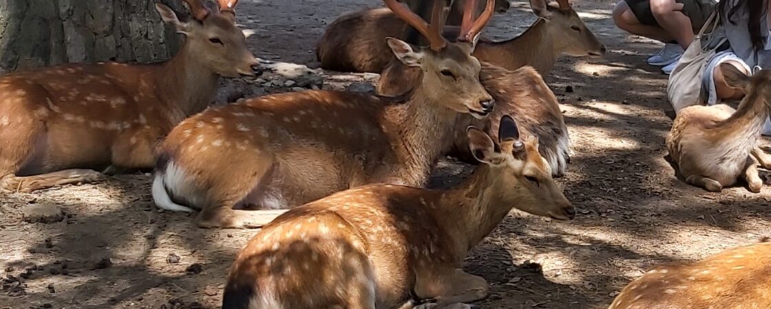 Fauna giapponese: 6 delle specie più interessanti