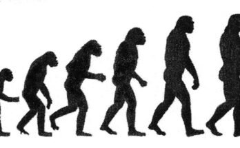 Evoluzionismo nel Medioevo: si fermò davvero?