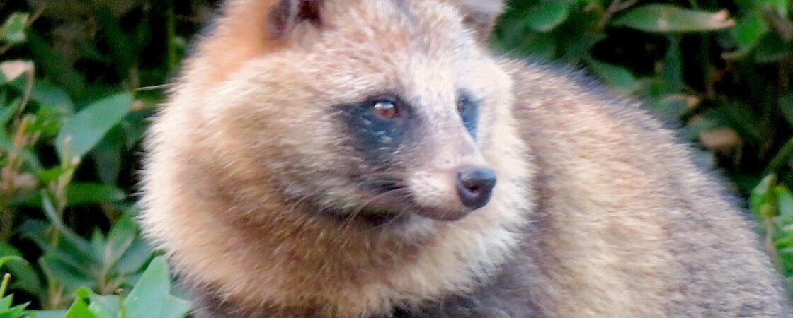 Chi è il tanuki: tra mitologia e folklore