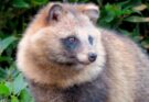 Chi è il tanuki: tra mitologia e folklore