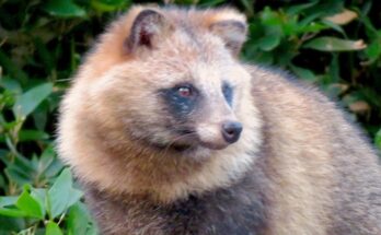 Chi è il tanuki: tra mitologia e folklore