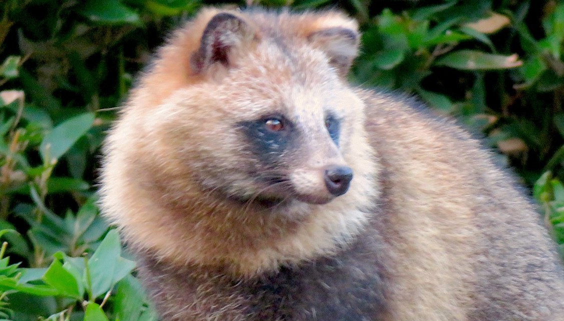 Chi è il tanuki: tra mitologia e folklore