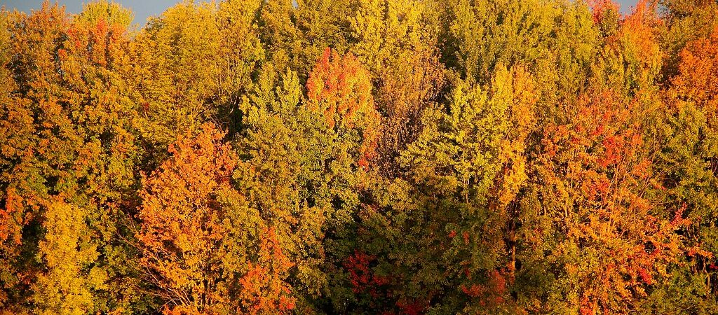 Festeggiare l'autunno: esempi di tradizioni autunnali