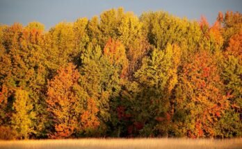 Festeggiare l'autunno: esempi di tradizioni autunnali