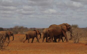 Cosa vedere in Kenya: 5 consigli da non perdere