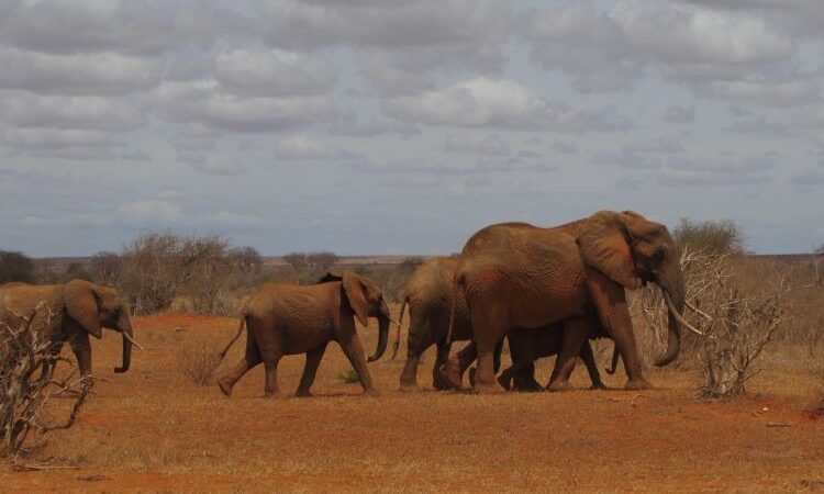 Cosa vedere in Kenya: 5 consigli da non perdere