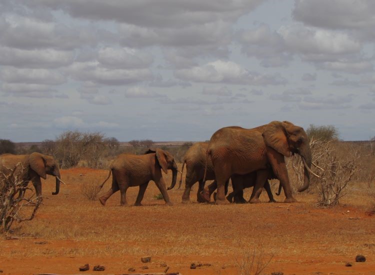 Cosa vedere in Kenya: 5 consigli da non perdere