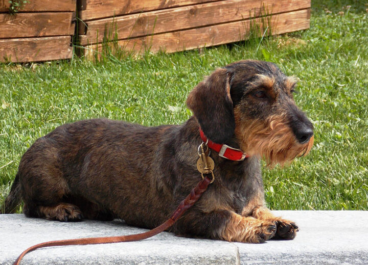 Bassotto, il cane che fa innamorare tutti